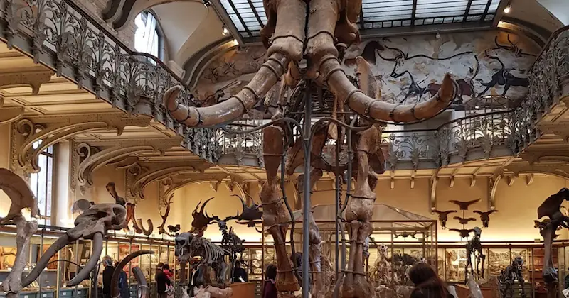 متحف التاريخ الطبيعي – بغداد